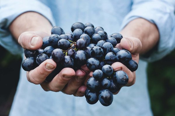 Quels sont les cépages à découvrir pour les amateurs de vins rouges ?