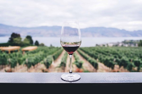 Comprendre la différence entre les vins mono-cépage et les assemblages
