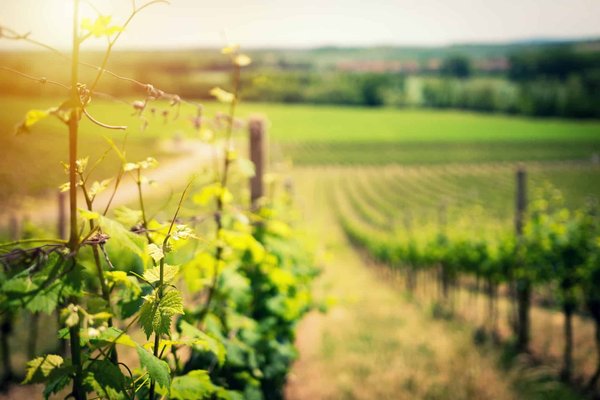 Comment Les Différents Sols Influencent-Ils Les Caractéristiques Des Vins ?