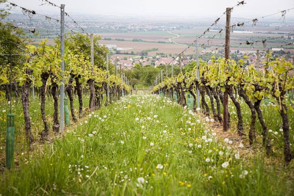 Les Meilleures Destinations Viticoles pour les Amoureux du Vin 