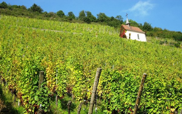 Découvrez les circuits de dégustation de vin les plus incontournables en France 
